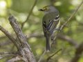 White-eyed Vireo - Barkley Wildlife Management Area - Stewart County - TN, April 26, 2024