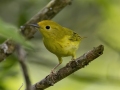 Yellow Warbler -  Barkley Wildlife Management Area - Stewart County - TN, May 2, 2024