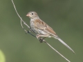 Field Sparrow - Land Between the Lakes NRA--South Welcome Station, Stewart, Tennessee, United States, June 27, 2024