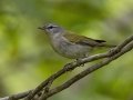 Red-eyed Vireo - Barkley Wildlife Management Area - Stewart County - TN, April 26, 2024