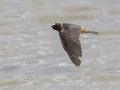 Cliff Swallow - Cheatham Dam Right Bank - Cheatham County, TN - May 15, 2024