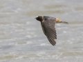 Cliff Swallow - Cheatham Dam Right Bank - Cheatham County, TN - May 15, 2024