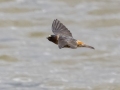 Cliff Swallow - Cheatham Dam Right Bank - Cheatham County, TN - May 15, 2024