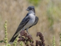 Eastern Kingbird - Tennessee NWR--Duck River Unit--Blue Goose Loop, Humphreys, Tennessee, United States, June 6, 2024