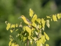 Orchard Oriole - Land Between the Lakes NRA--South Welcome Station, Stewart, Tennessee, United States, June 27, 2024