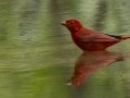 Summer Tanager - Barkley Wildlife Management Area - Stewart County - TN, April 26, 2024