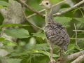 Wild Turkey - Cross Creeks NWR--Pool 2/ABC, Stewart County, TN, May 29, 2024