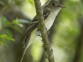 Acadian Flycatcher -  Barkley Wildlife Management Area - Stewart County - TN, May 2, 2024