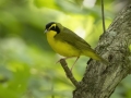 Kentucky Warbler - US-TN-Dover-582 River Rd, Stewart, Tennessee, United States, June 28, 2024