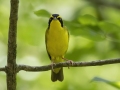 Kentucky Warbler - US-TN-Dover-582 River Rd, Stewart, Tennessee, United States, June 28, 2024