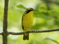 Kentucky Warbler - US-TN-Dover-582 River Rd, Stewart, Tennessee, United States, June 28, 2024