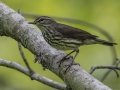 Northern Waterthrush - Barkley Wildlife Management Area - Stewart County - TN, April 27, 2024
