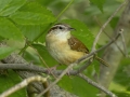 Carolina Wren -  Barkley Wildlife Management Area - Stewart County - TN, May 2, 2024