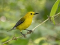 Prothonotary Warbler -  Barkley Wildlife Management Area - Stewart County - TN, May 2, 2024