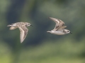 Semipalmated Sandpipers