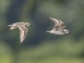 Semipalmated Sandpipers - Cross Creeks NWR Pool 2 ABC, Stewart County, Tennessee, May 19, 2024