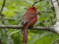 Northern Cardinal - Barkley Wildlife Management Area - Stewart County - TN, April 27, 2024