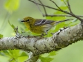 Pine Warbler - Cheatham Dam Right Bank - Cheatham County, TN - May 15, 2024