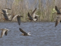 Short-billed Dowitchers and Lesser Yellowlegs - Cross Creeks NWR Headquarters - Stewart County - TN, May 9, 2024