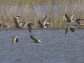 Short-billed Dowitchers and Lesser Yellowlegs - Cross Creeks NWR Headquarters - Stewart County - TN, May 9, 2024