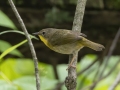 Common Yellowthroat -  Barkley Wildlife Management Area - Stewart County - TN, April 28, 2024