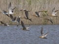 Short-billed Dowitchers and Lesser Yellowlegs - Cross Creeks NWR Headquarters - Stewart County - TN, May 9, 2024