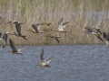 Short-billed Dowitchers and Lesser Yellowlegs - Cross Creeks NWR Headquarters - Stewart County - TN, May 9, 2024