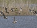 Short-billed Dowitchers and Lesser Yellowlegs - Cross Creeks NWR Headquarters - Stewart County - TN, May 9, 2024