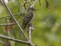 Least Flycatcher - Barkley Wildlife Management Area - Stewart County - TN, April 27, 2024