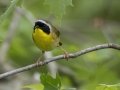 Common Yellowthroat - Barkley Wildlife Management Area - Stewart County - TN, April 27, 2024