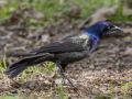 Common Grackle (Bronzed) -  Barkley Wildlife Management Area - Stewart County - TN, May 2, 2024