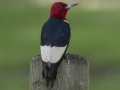 Red-headed Woodpecker