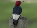 Red-headed Woodpecker - Paris Landing, Henry County, Tennessee, June 24, 2024