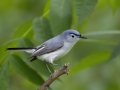 Blue-gray Gnatcatcher -  Barkley Wildlife Management Area - Stewart County - TN, May 2, 2024