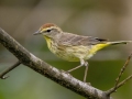 Palm Warbler -  Barkley Wildlife Management Area - Stewart County - TN, May 2, 2024