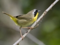 Common Yellowthroat - Barkley Wildlife Management Area - Stewart County - TN, April 27, 2024