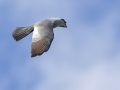 Mississippi Kite - Honey Point Ferry Ln., Humphreys, Tennessee, United States, June 6, 2024