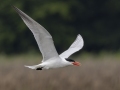 Caspian Tern  - Cross Creeks NWR--Pool 2/ABC, Stewart County, TN, May 25, 2024