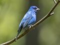 Indigo Bunting - Barkley Wildlife Management Area - Stewart County - TN, April 21, 2024