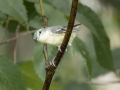 Cerulean Warbler - Gatling Point Rec Area (36.5575,-87.9038), Stewart, Tennessee, United States, June 19, 2024