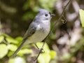 Tufted Titmouse - Barkley Wildlife Management Area - Stewart County - TN, April 21, 2024