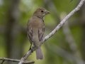 Indigo Bunting - Barkley Wildlife Management Area - Stewart County - TN, April 27, 2024