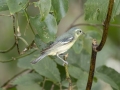 Cerulean Warbler - Gatling Point Rec Area (36.5575,-87.9038), Stewart, Tennessee, United States, June 19, 2024