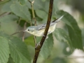 Cerulean Warbler - Gatling Point Rec Area (36.5575,-87.9038), Stewart, Tennessee, United States, June 19, 2024