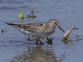 White-rumped Sandpiper - Cross Creeks NWR Headquarters - Stewart County - TN, May 9, 2024