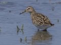 Pectoral Sandpiper - Cross Creeks NWR Headquarters - Stewart County - TN, May 9, 2024