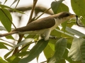 Yellow-billed Cuckoo