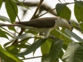 Yellow-billed Cuckoo