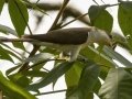 Yellow-billed Cuckoo - US-TN-Dover-582 River Rd, Stewart, Tennessee, June 28, 2024