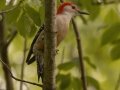 Red-bellied Woodpecker - Barkley Wildlife Management Area - Stewart County - TN, April 27, 2024